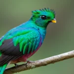 Resplendent Quetzal- Features and Characteristics