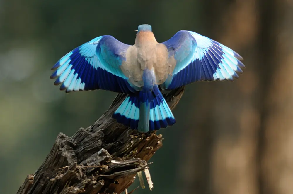 Indian Roller Blue