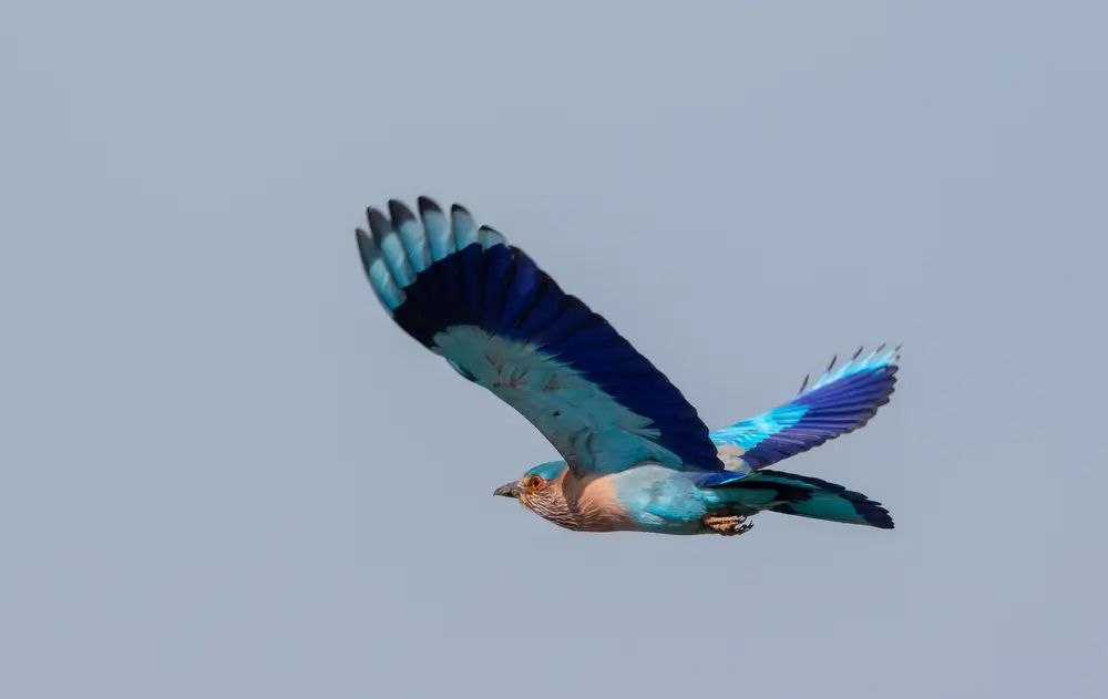 Indian Roller Flying
