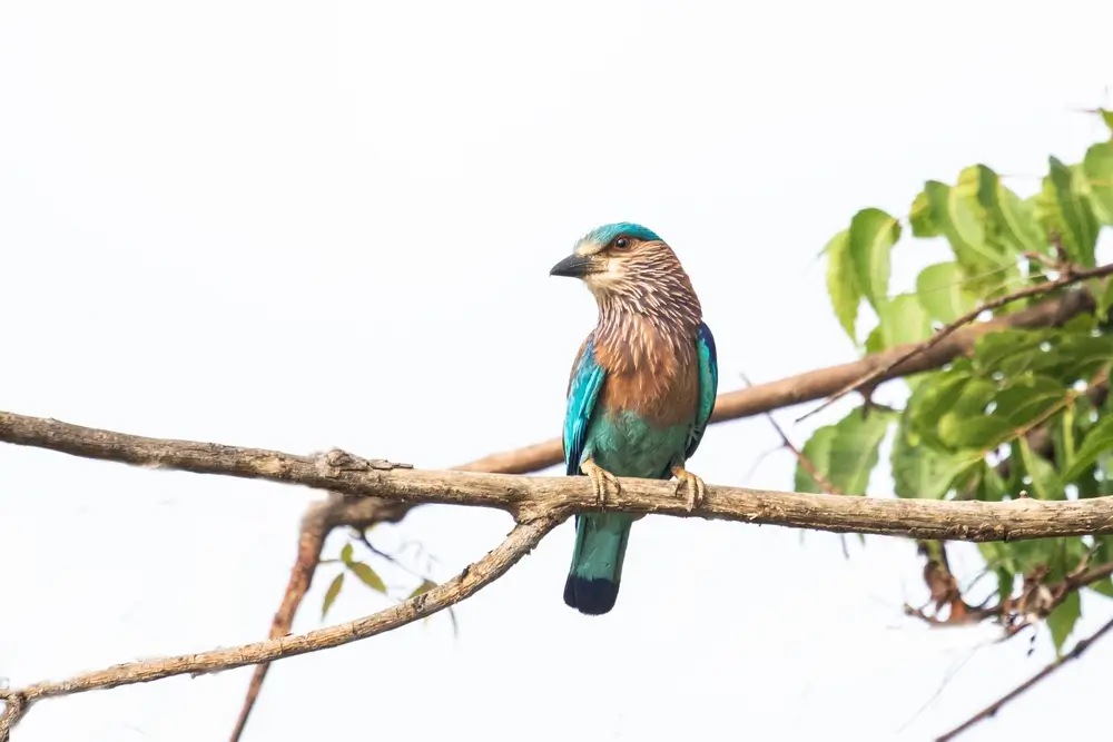 Indian Roller