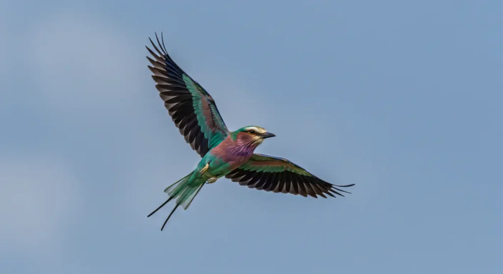 Lilac-Breasted Roller Images
