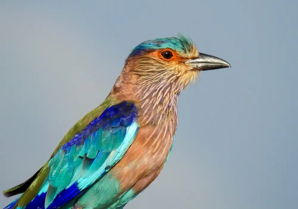 images of indian roller bird