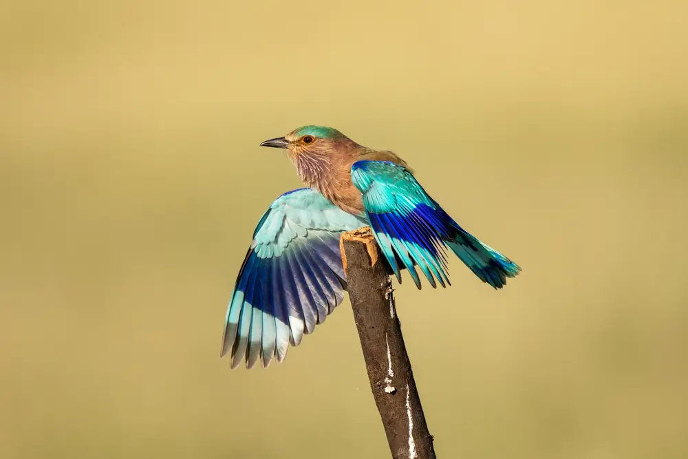 indian roller birds Pictures