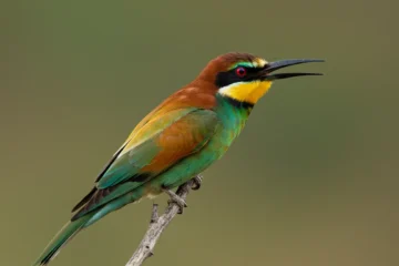 European Bee-Eater - Features and Characteristics