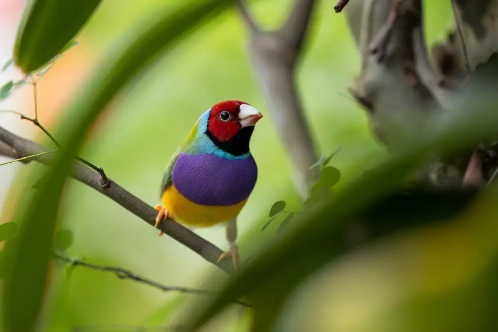Female Gouldian Finch