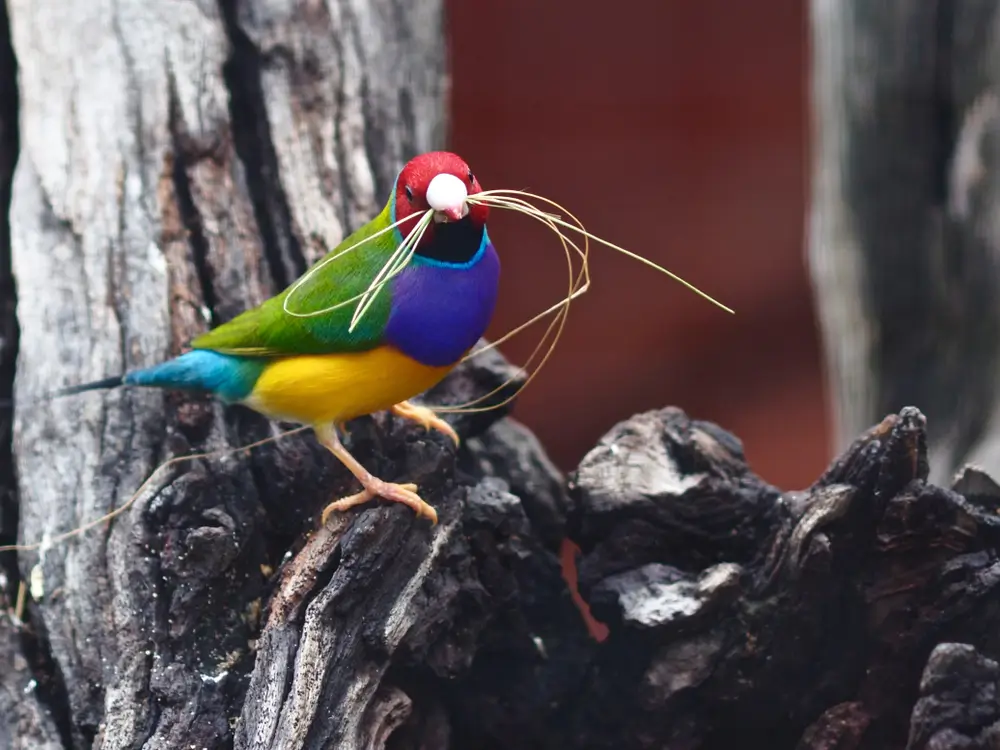 Gouldian Finch Age
