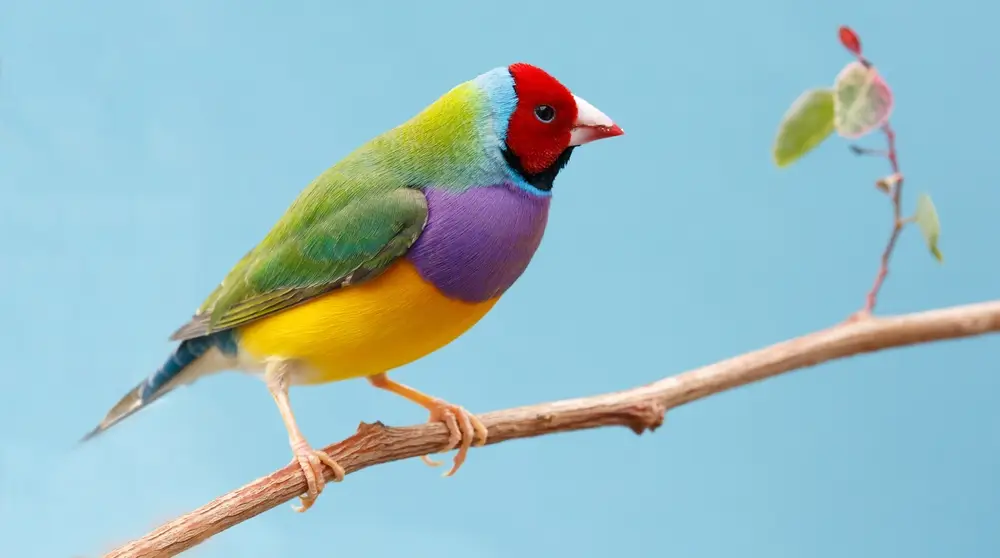 Gouldian Finch Color
