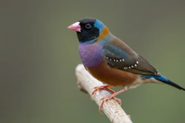 Gouldian Finch - Features and Characteristics