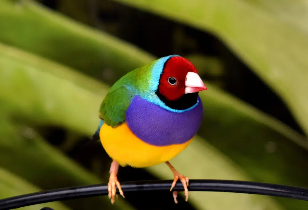 Gouldian Finch Image