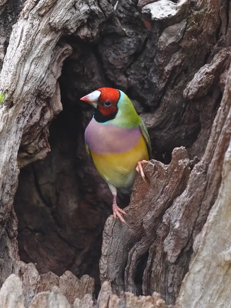 Gouldian Finch Pic