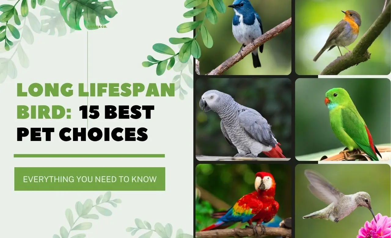 Green Simple Bird Sale Instagram Post