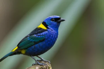 Paradise Tanager - Features and Characteristics
