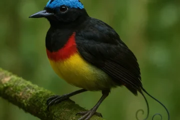 Wilsons Bird of Paradise Pics