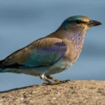 European Roller - Features and Characteristics