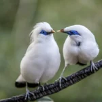 Bali Myna Birds