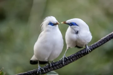 Bali Myna Birds
