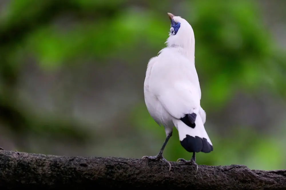 Bali Myna Images