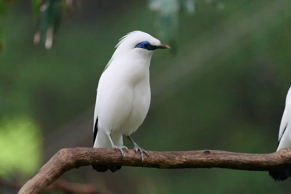 Bali Myna Pics