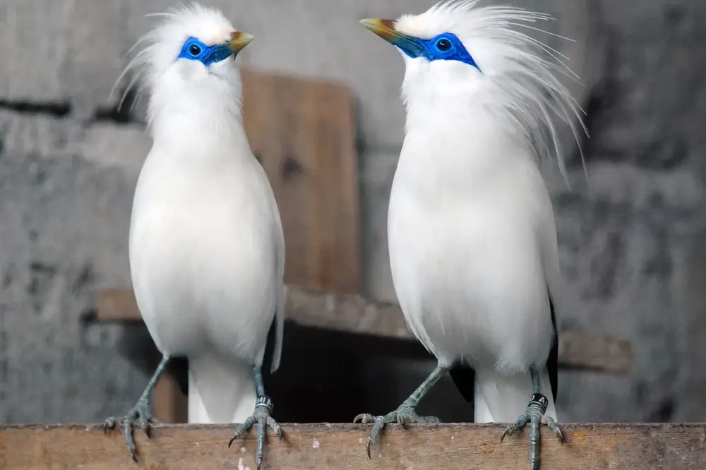 Bali Myna