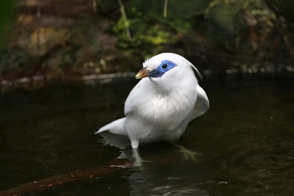Bali myna habitat