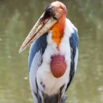 Marabou Stork
