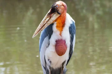 Marabou Stork