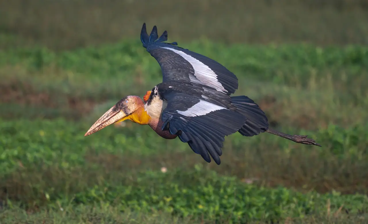 Marabou Stork Flying