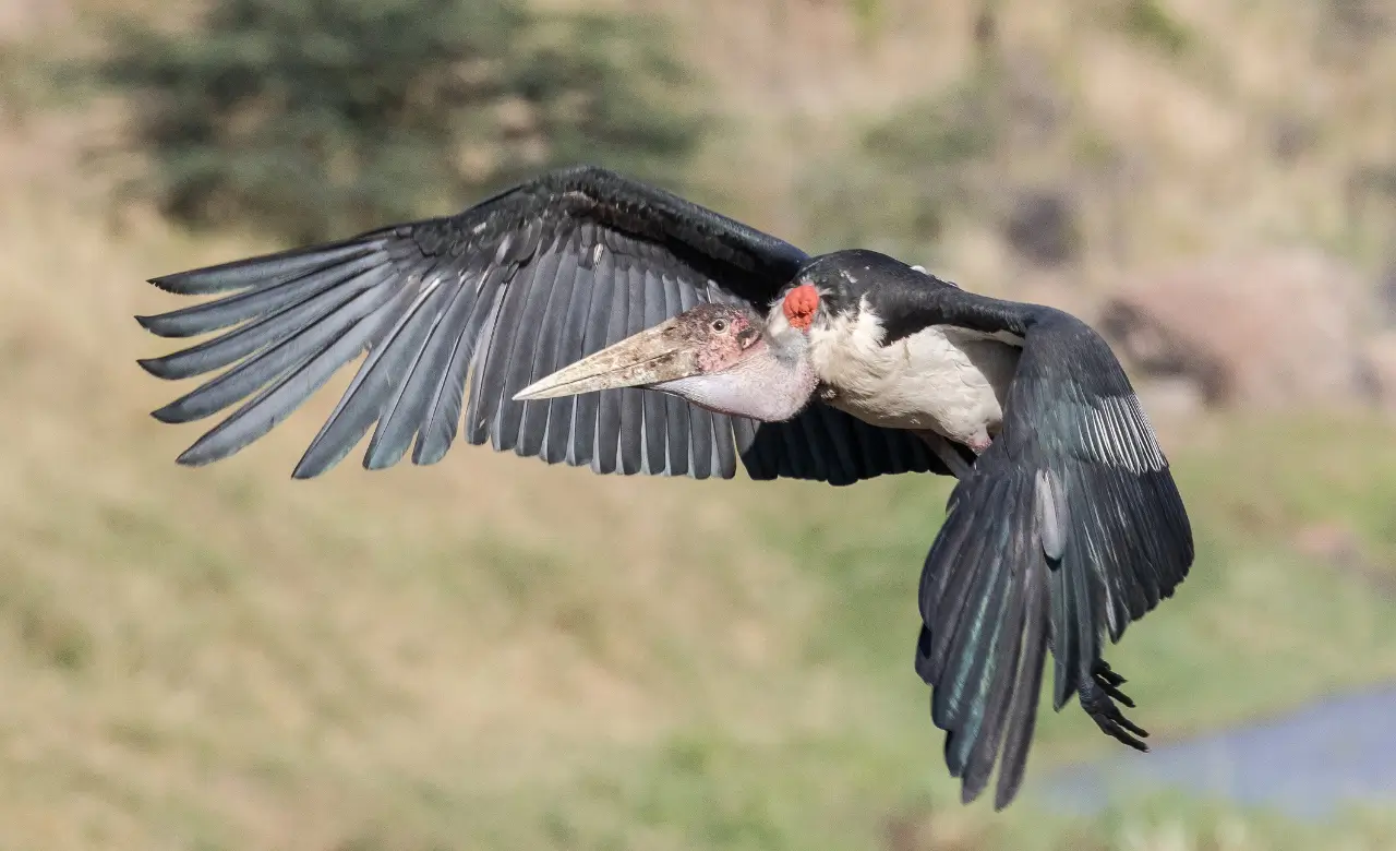 Marabou Stork Kills Human