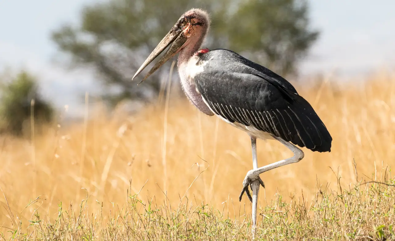 Marabou Stork Size