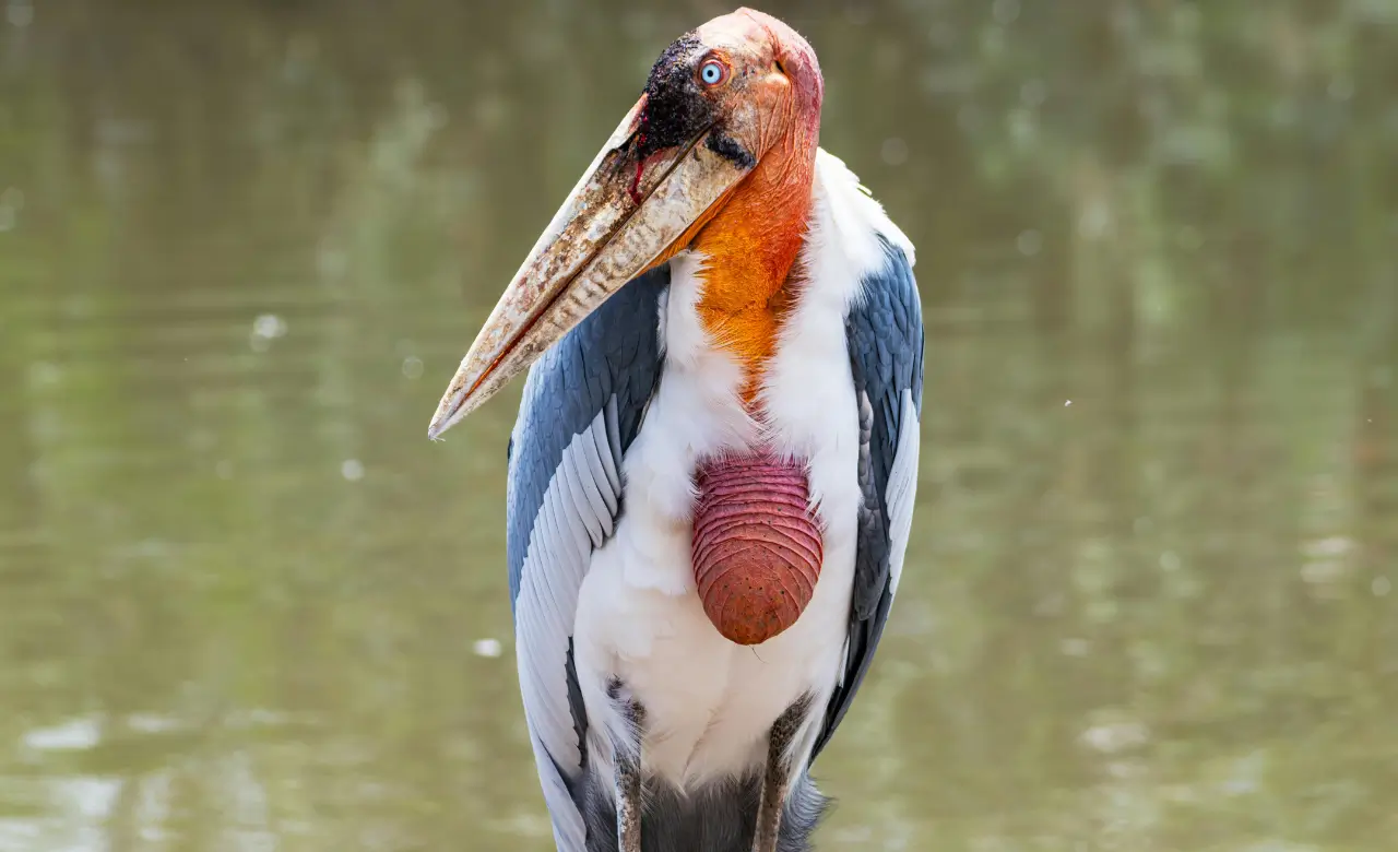 Marabou Stork