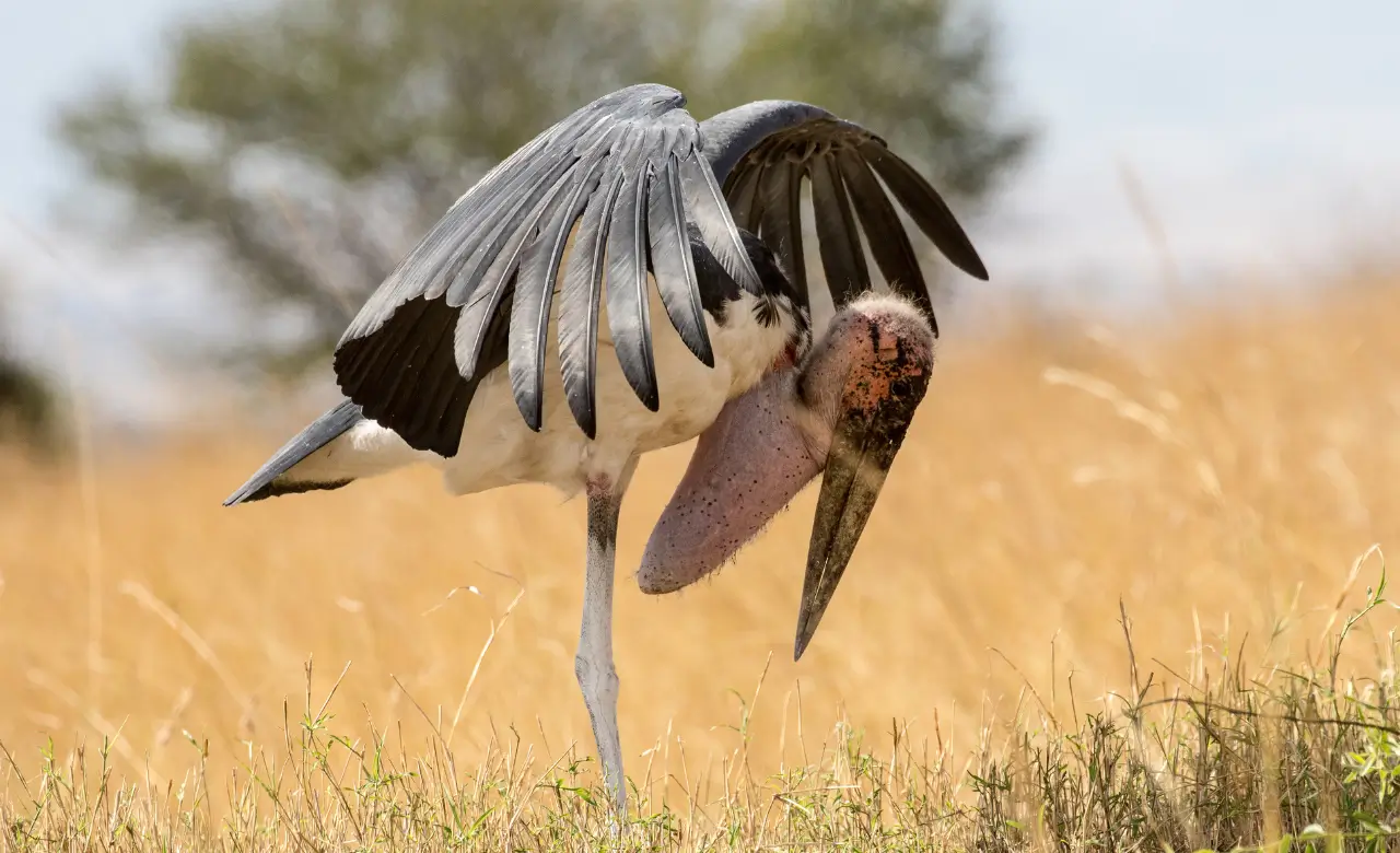 Marabou stork throat pouch