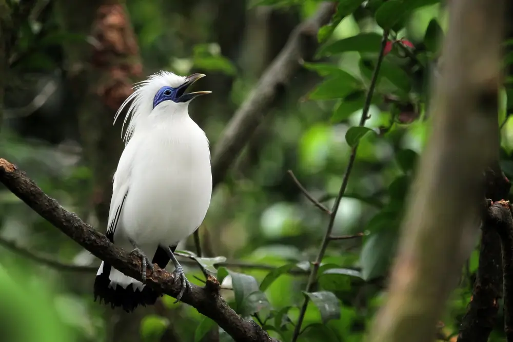 White Bali Myna