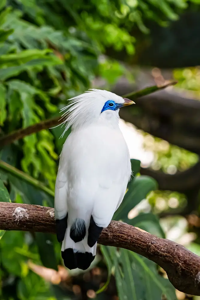 White and blue Bali Myna
