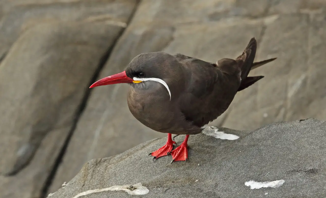 inca tern bird images