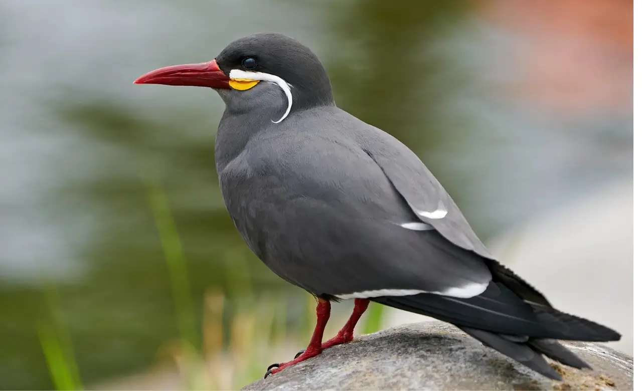 inca tern birds