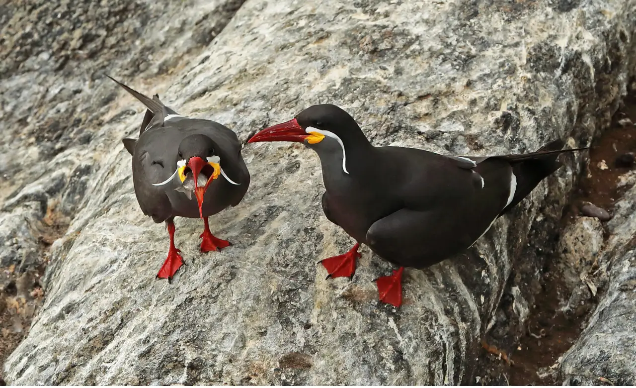 inca tern flying