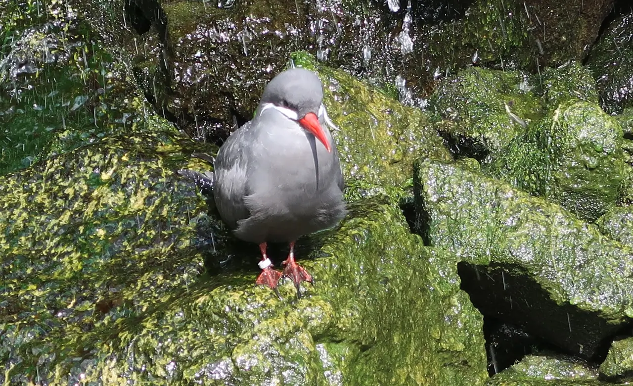inca tern