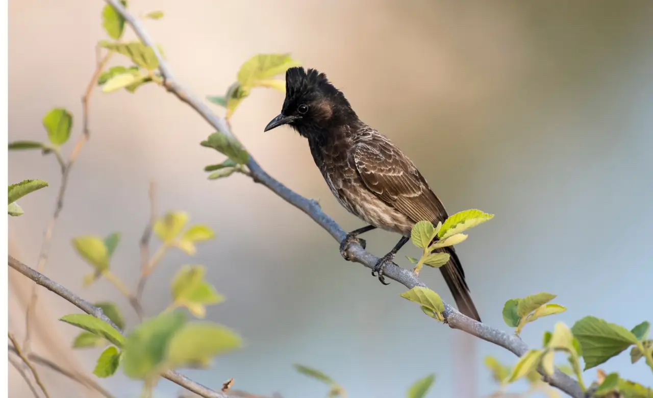 red-vented bulbul characteristics