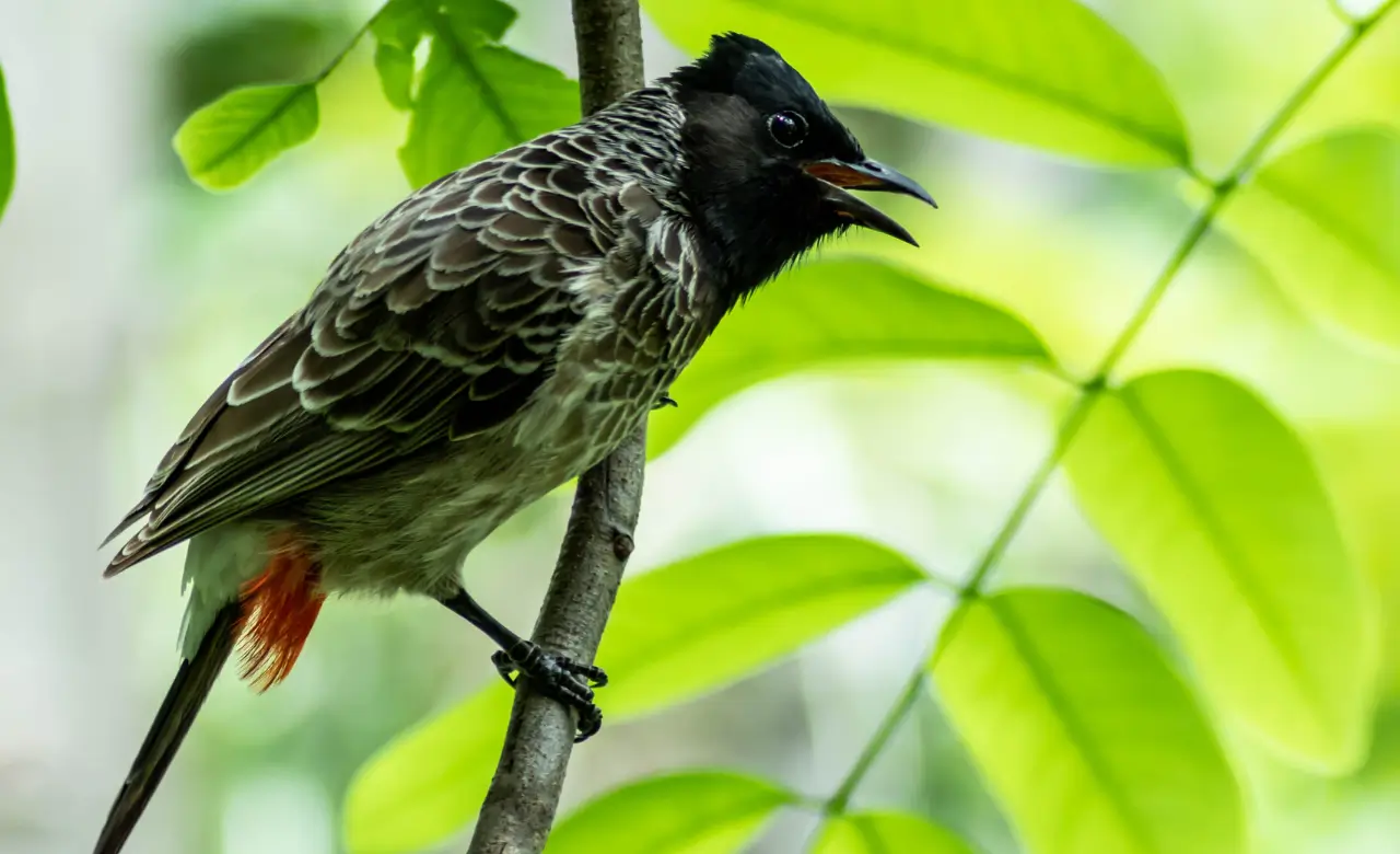 red vented bulbul life cycle