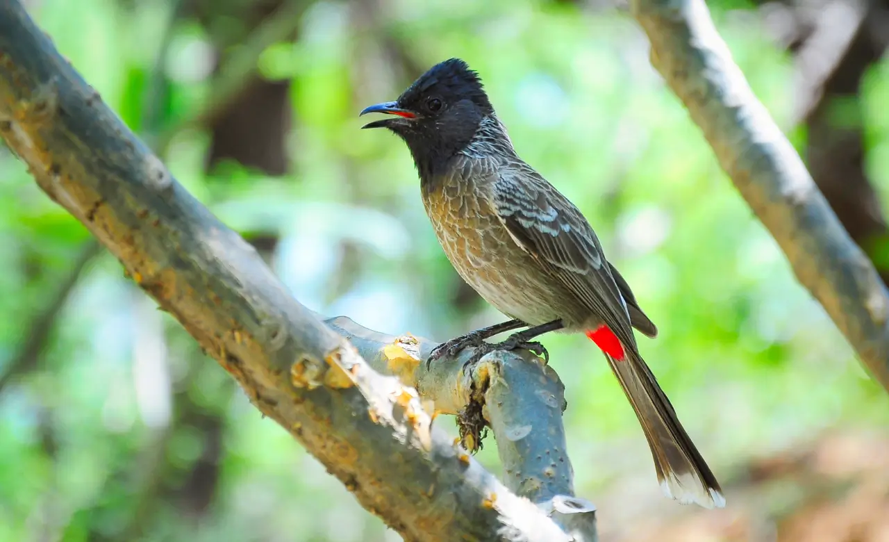 red vented bulbul nest