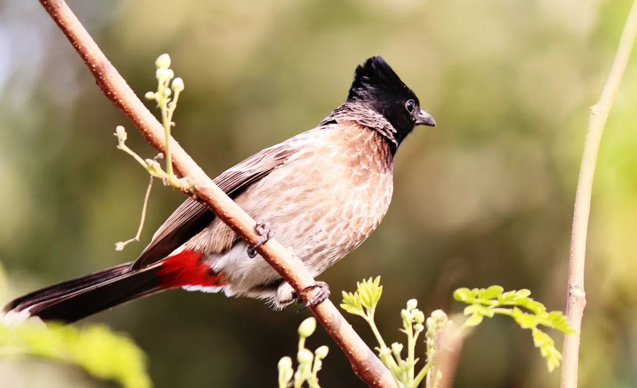 red vented bulbul