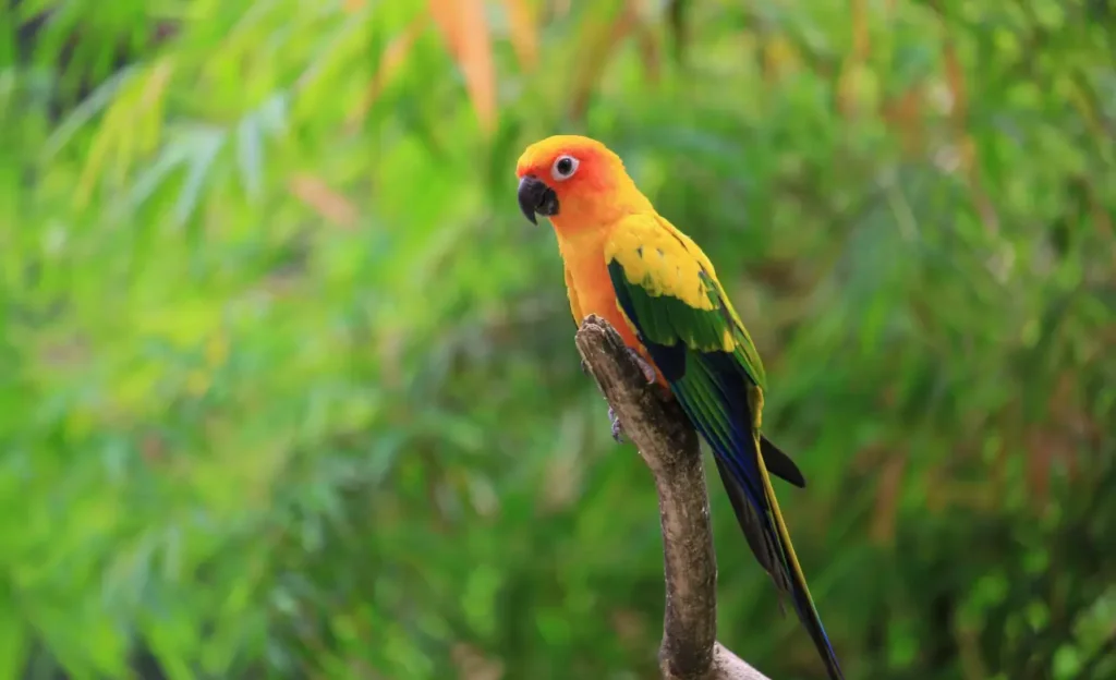 Aratinga solstitialis
