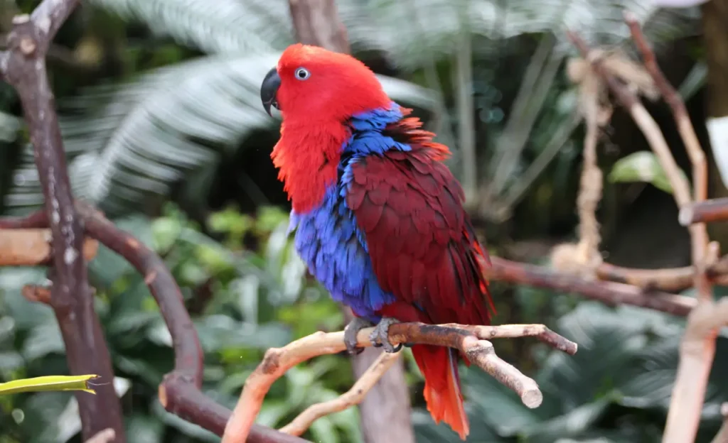 Eclectus roratus