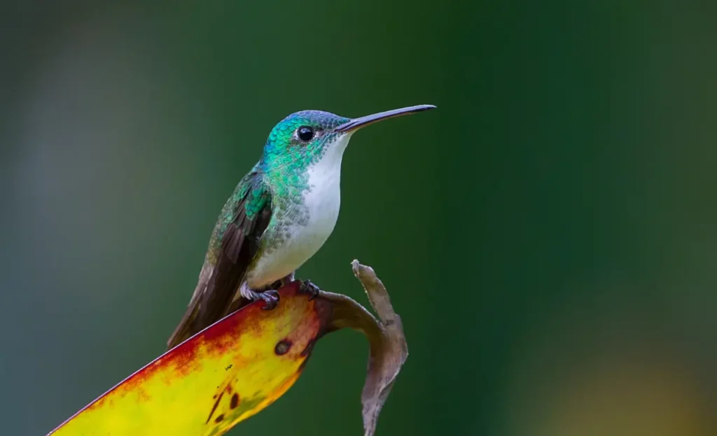 Family Trochilidae