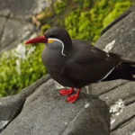 Inca tern Pics