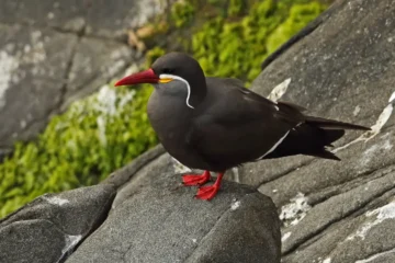 Inca tern Pics