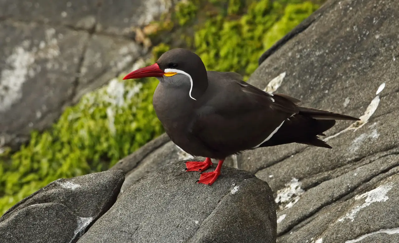 Inca tern Pics