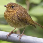 Juvenile Robin