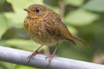 Juvenile Robin