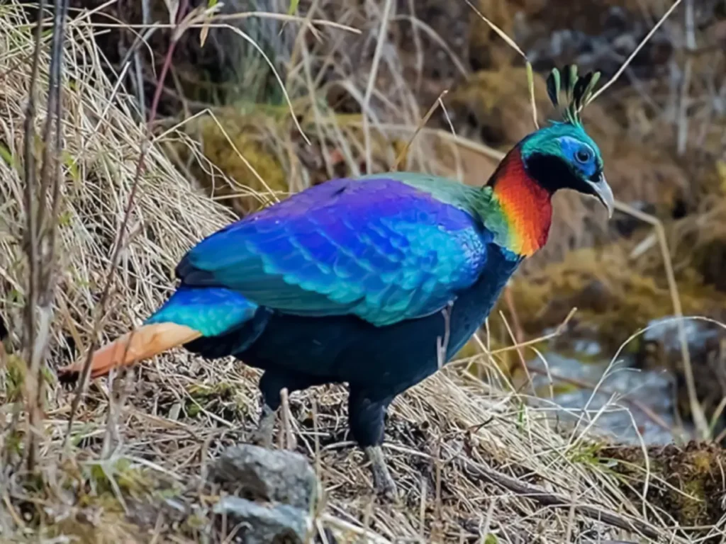 Lophophorus impejanus